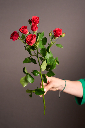 Букет 13 кустовых роз жёлтые Арт 989907 Дв 